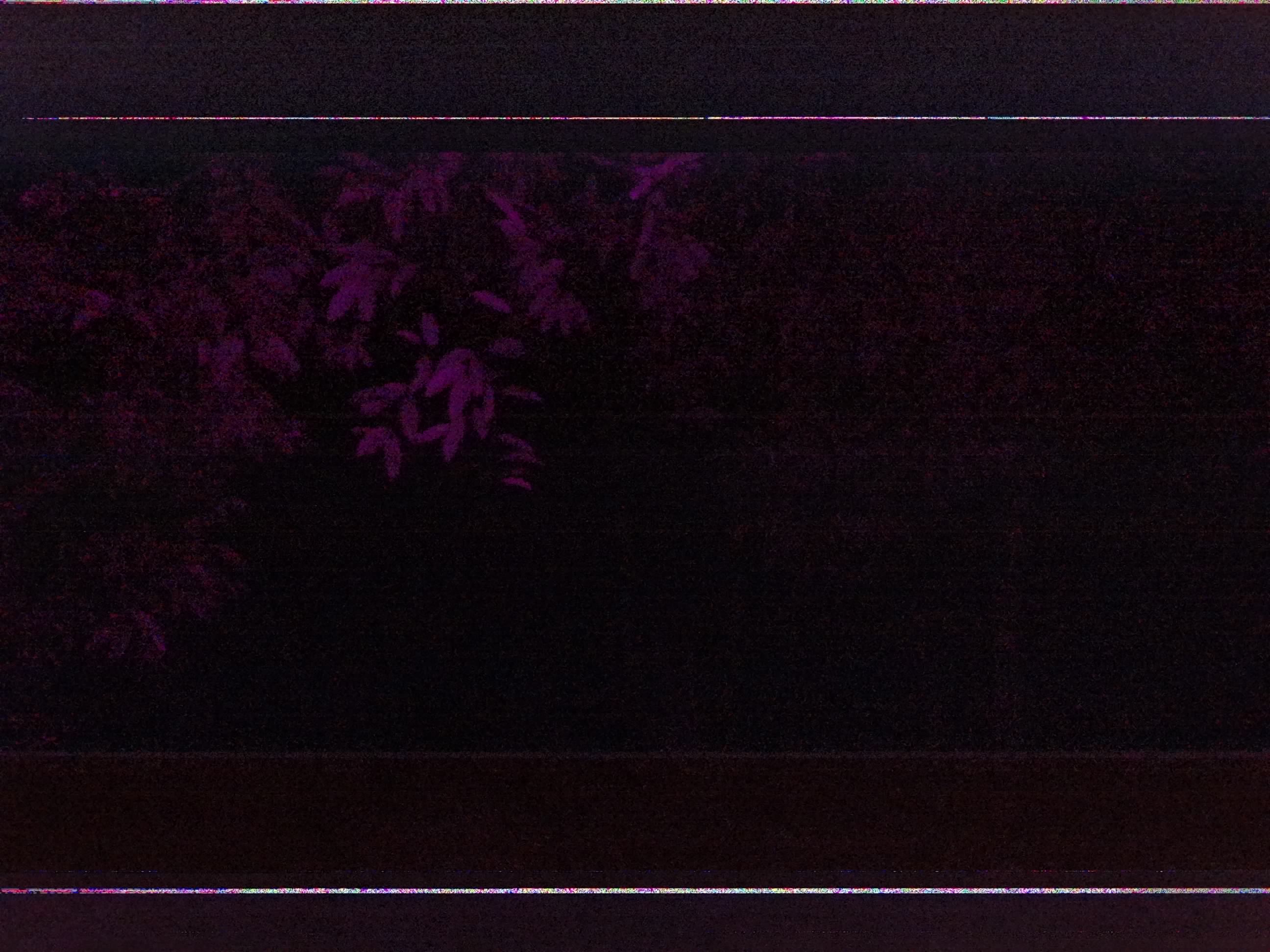 Forest monitoring image