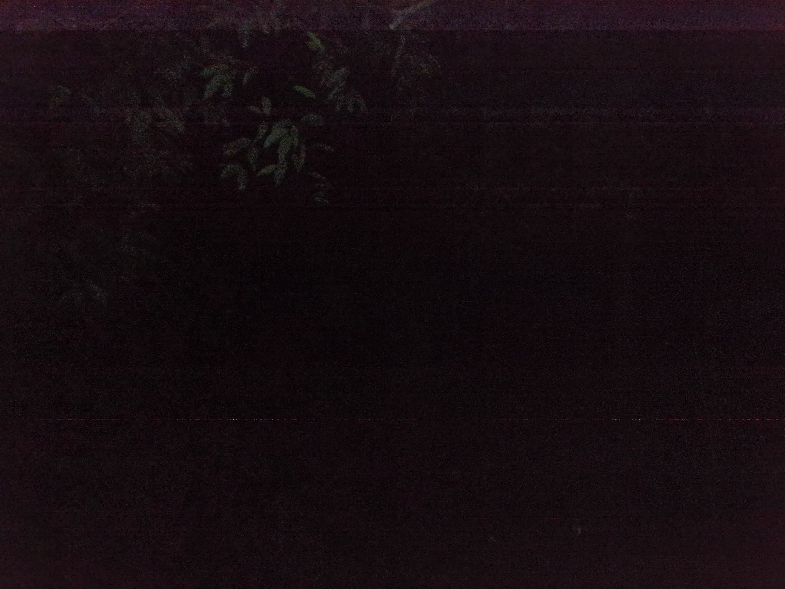 Forest monitoring image