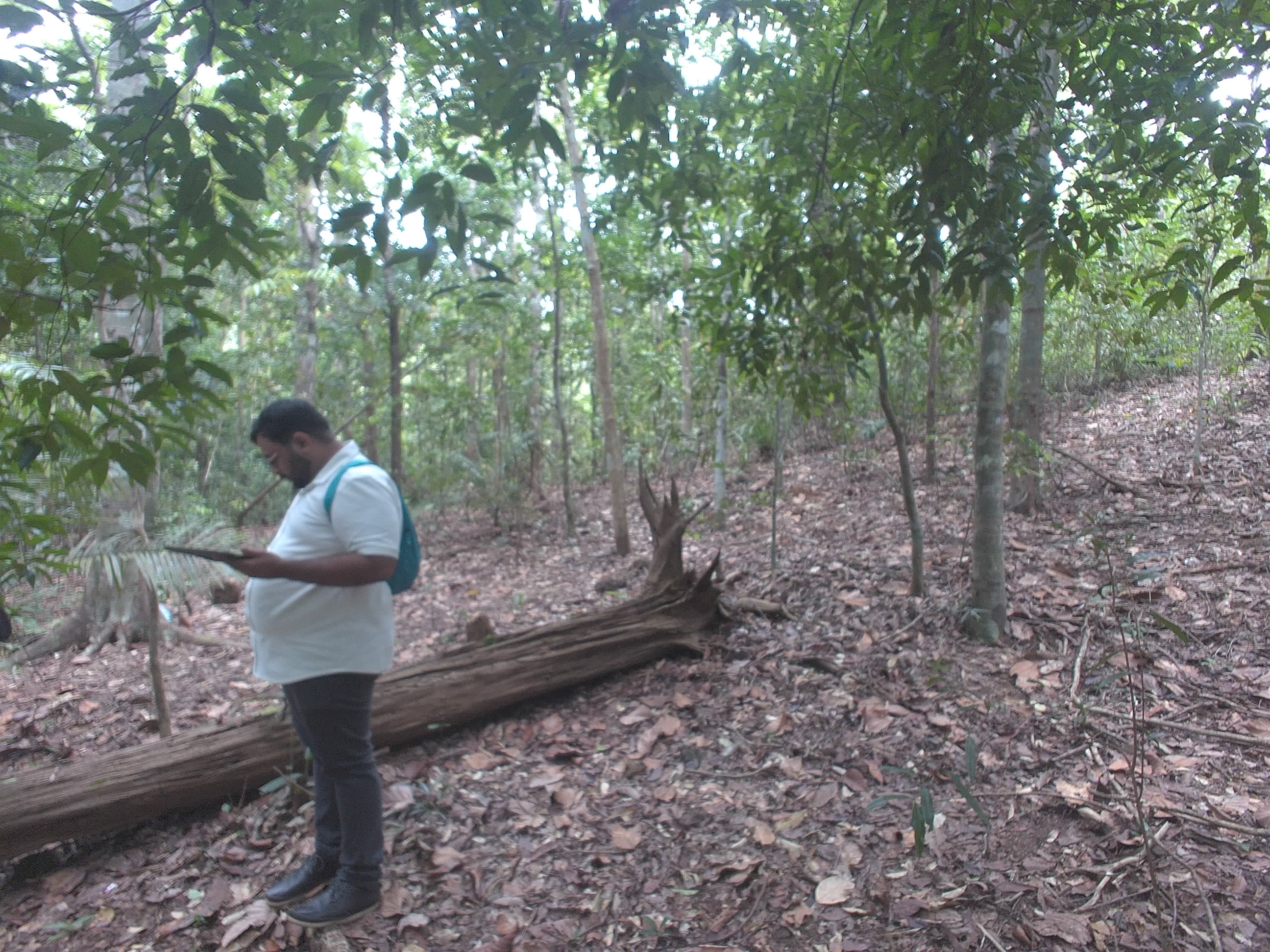 Forest monitoring image