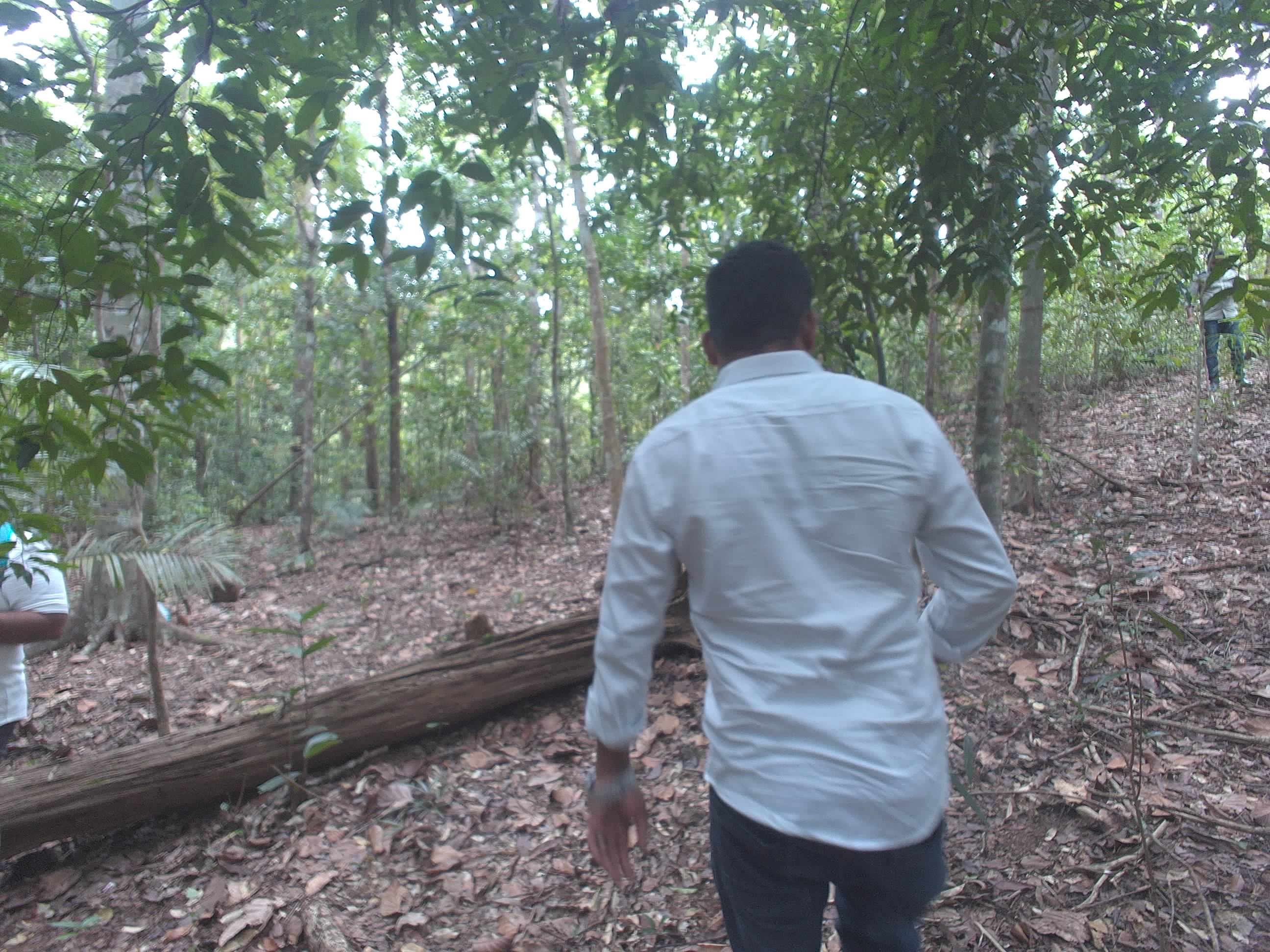 Forest monitoring image