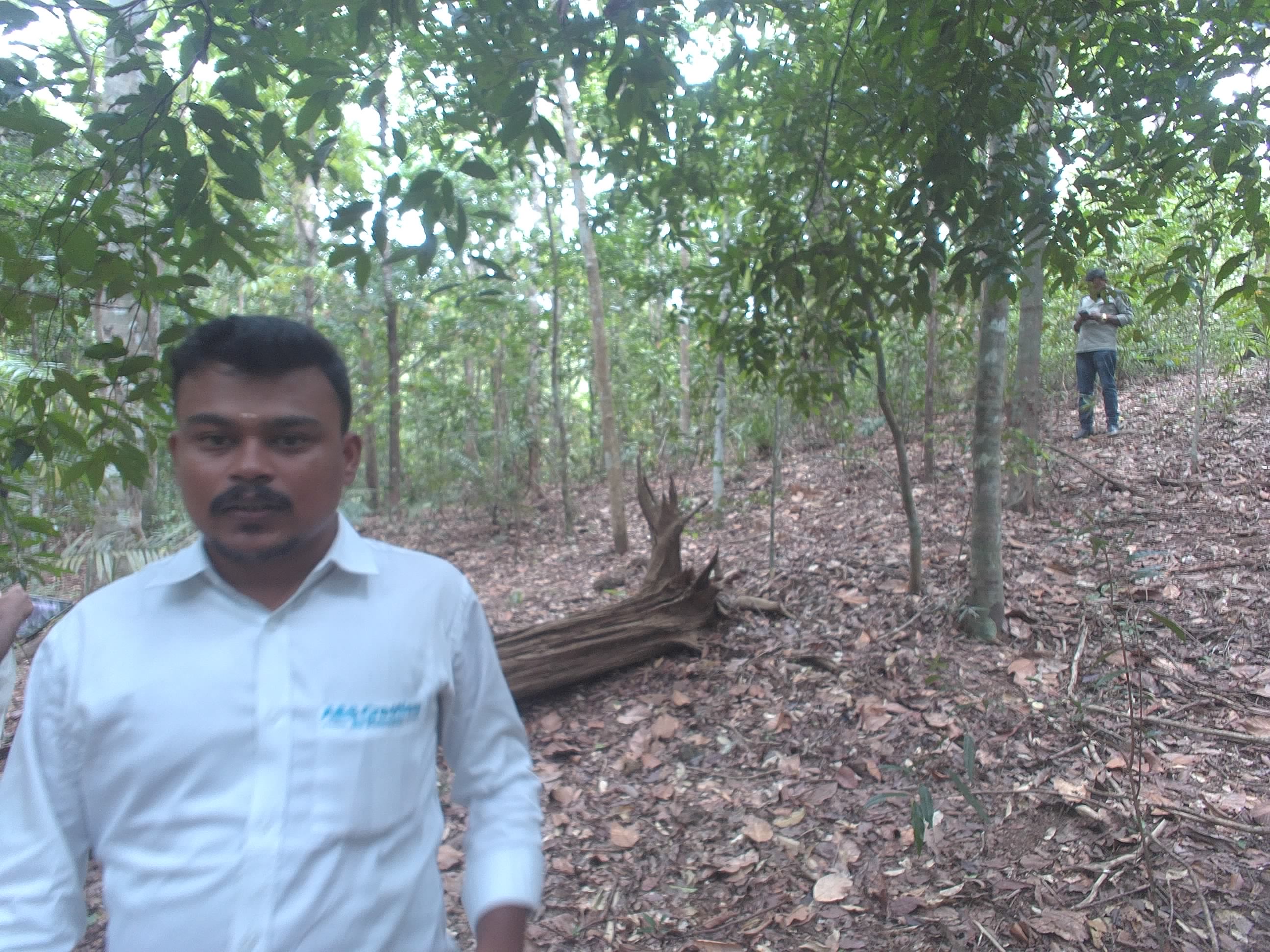 Forest monitoring image