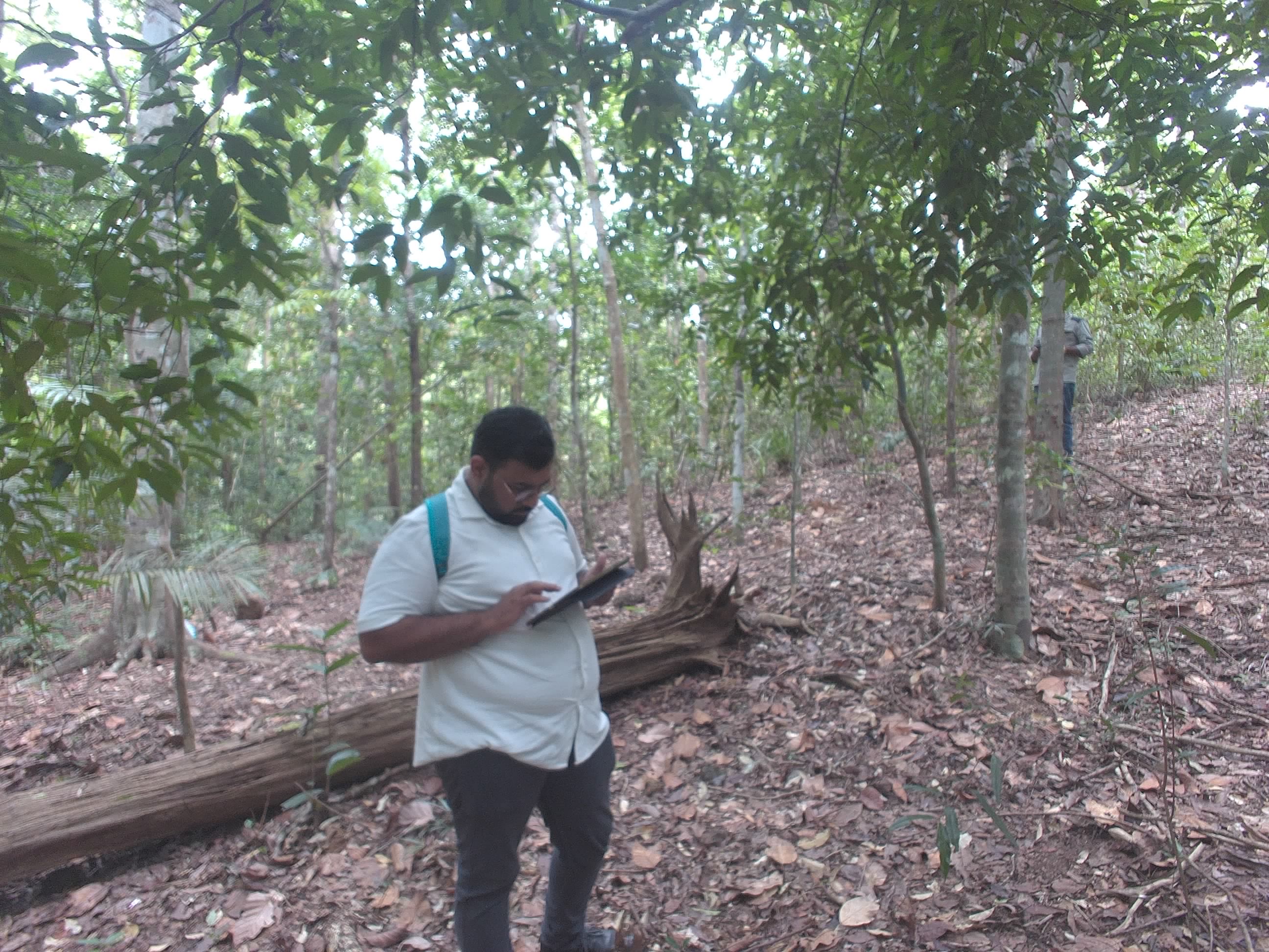 Forest monitoring image