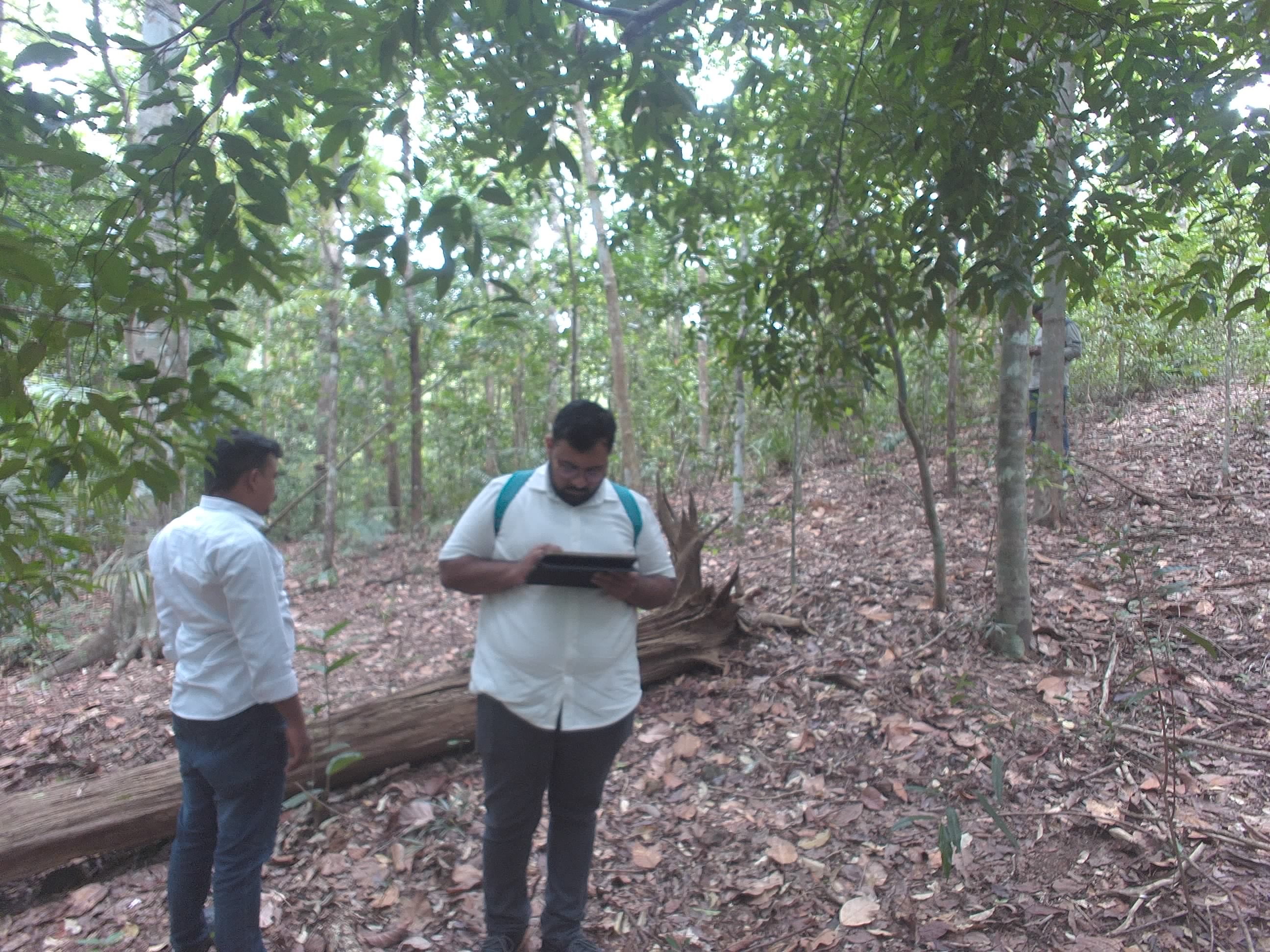 Forest monitoring image