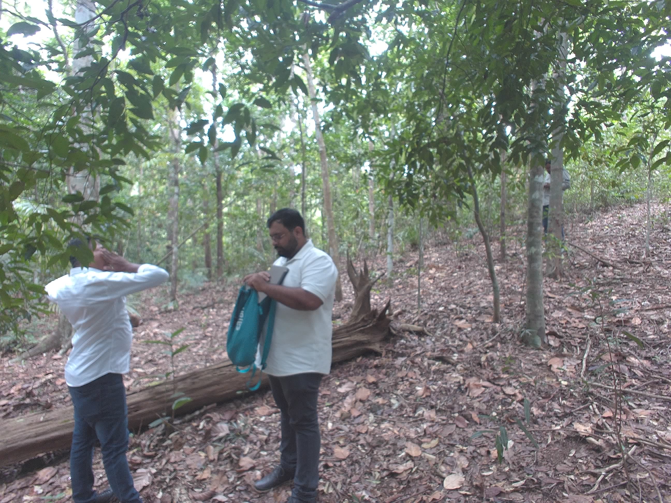 Forest monitoring image