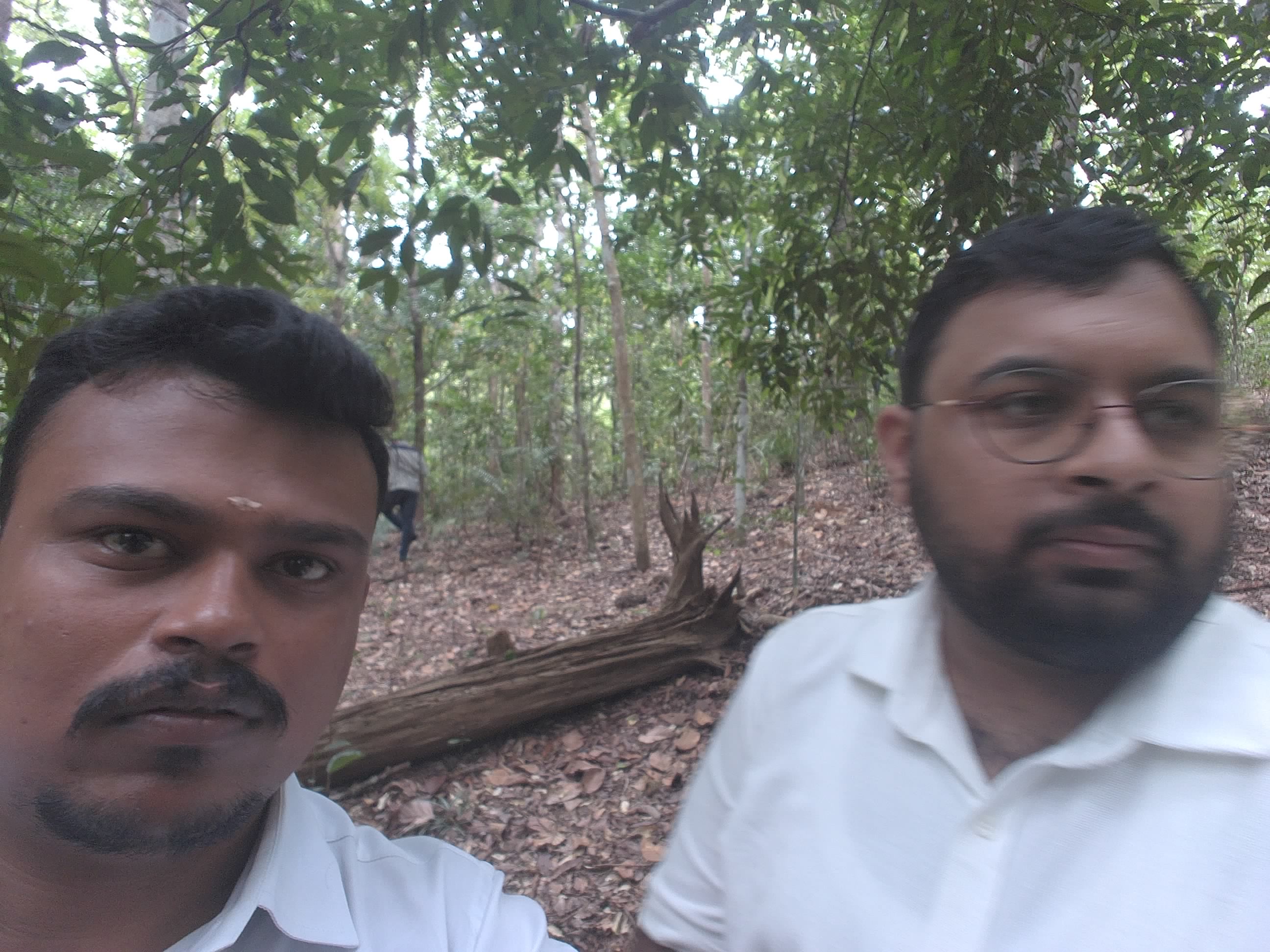 Forest monitoring image