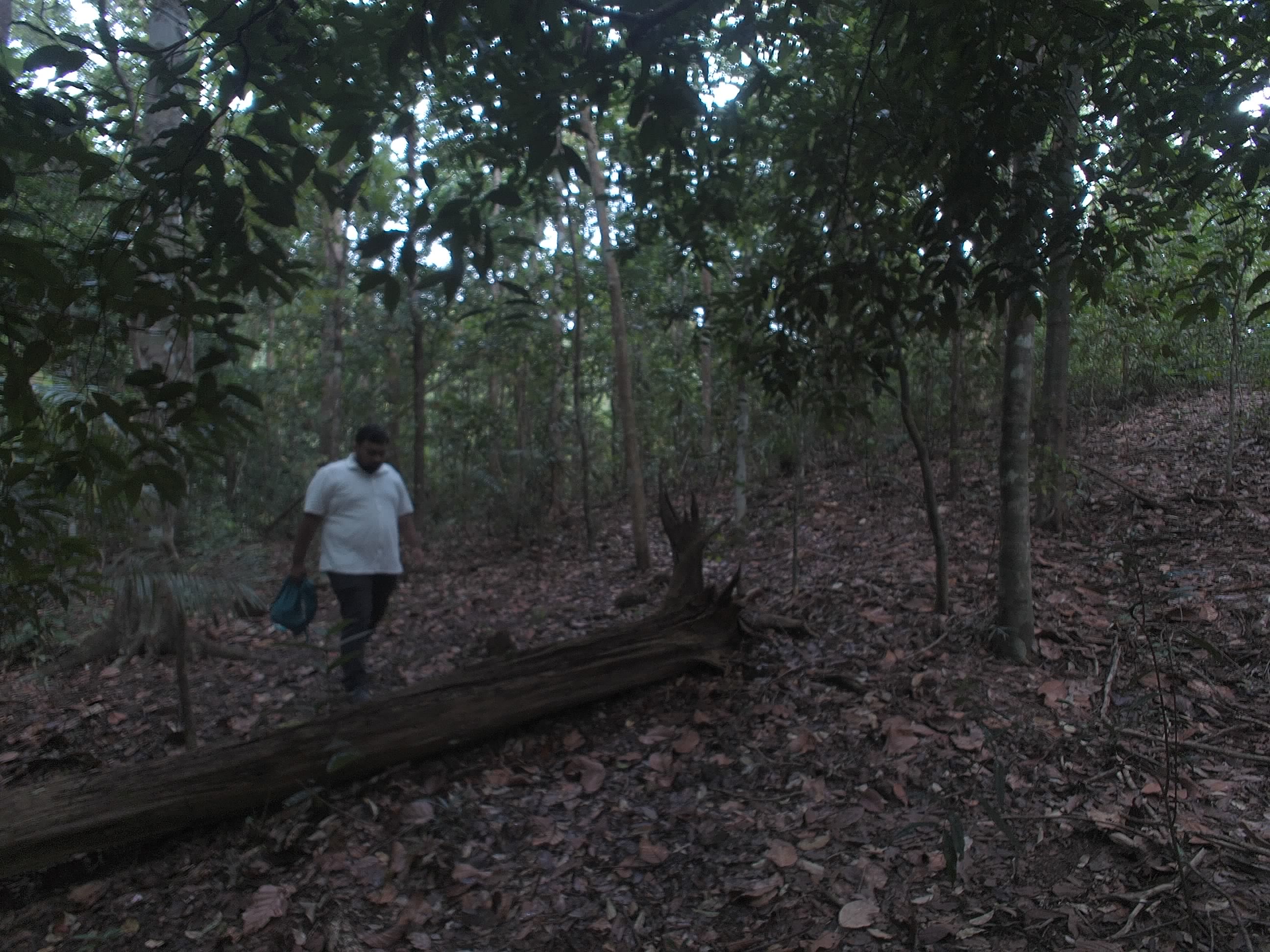 Forest monitoring image