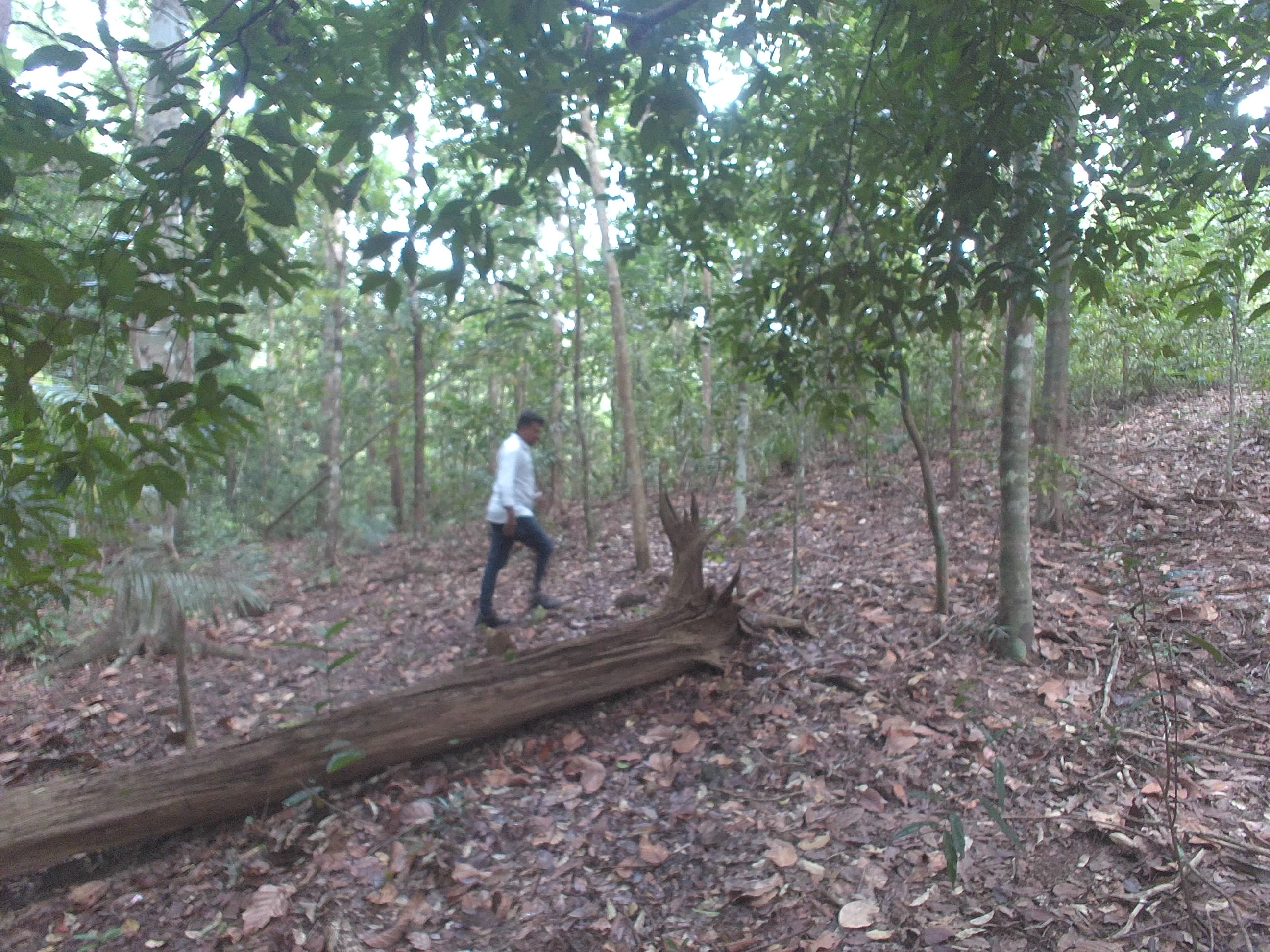 Forest monitoring image
