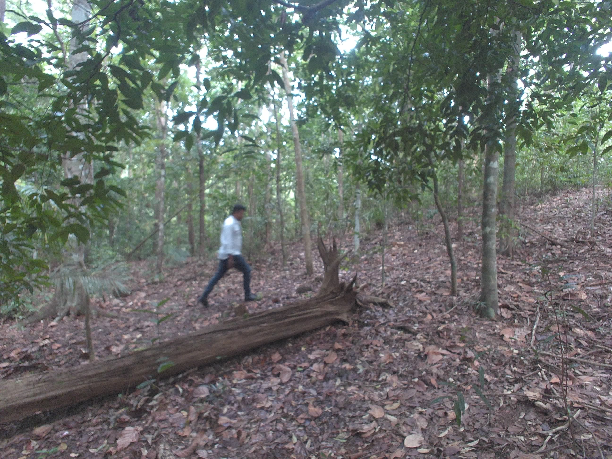 Forest monitoring image