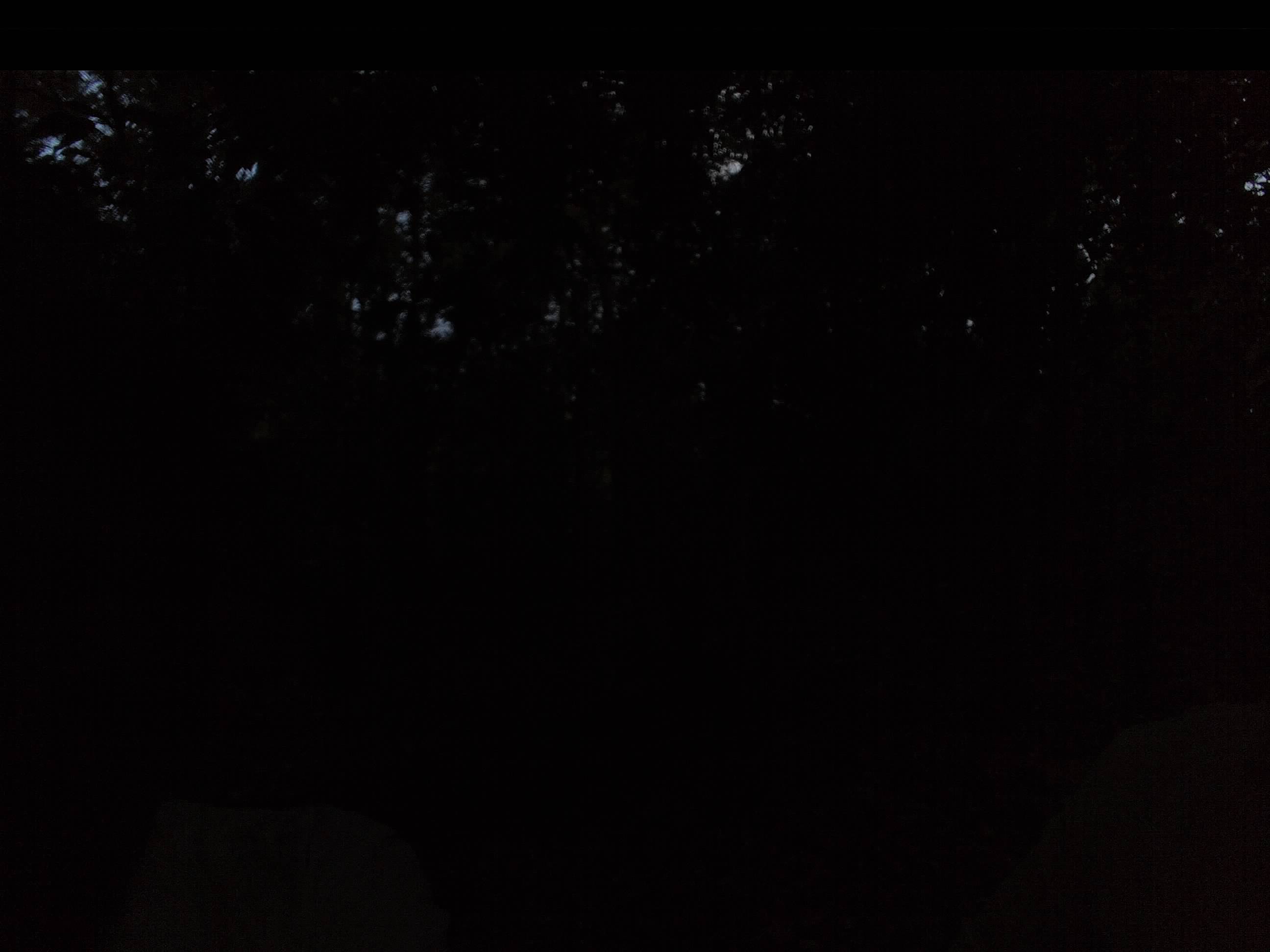 Forest monitoring image