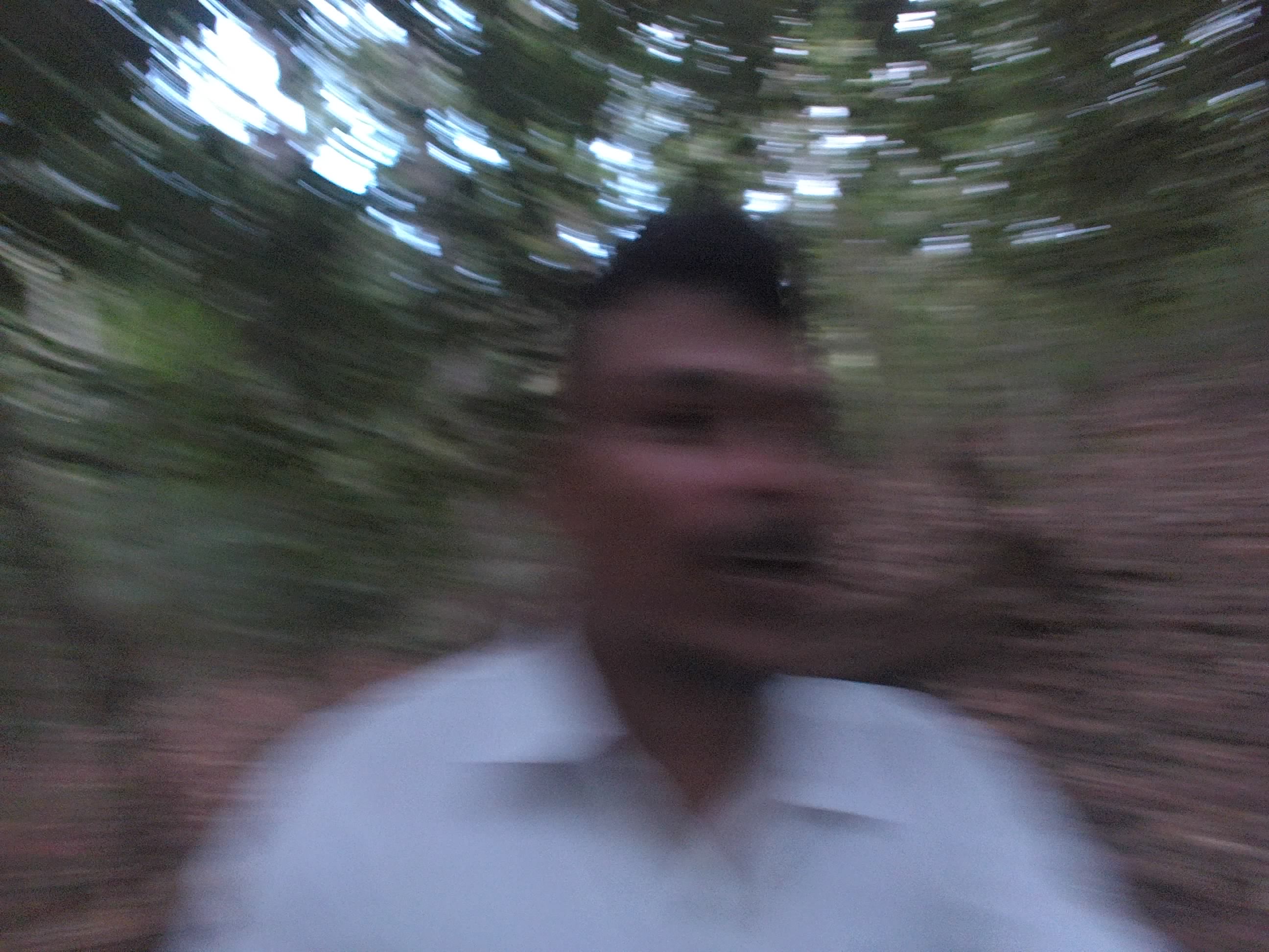 Forest monitoring image