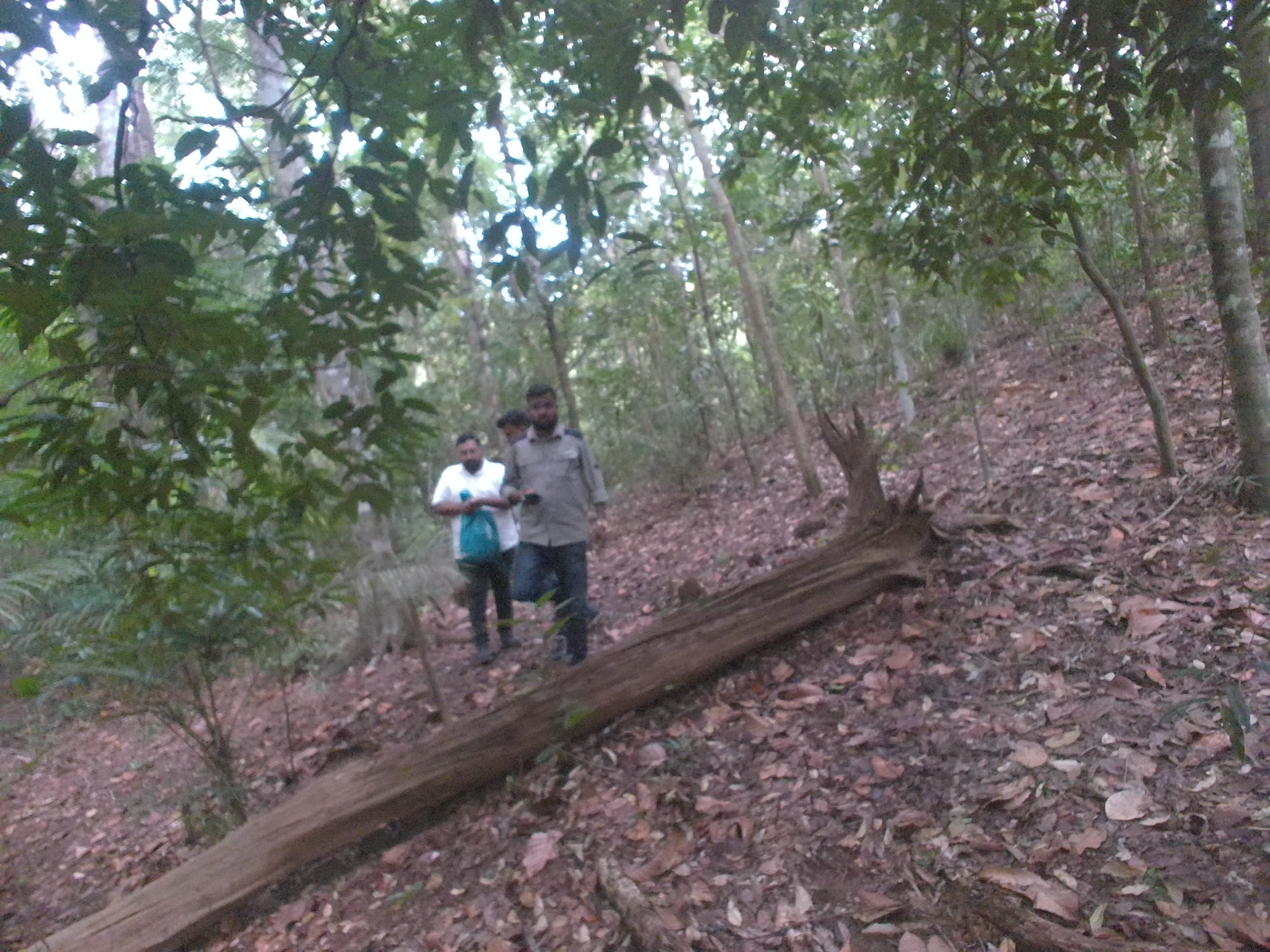 Forest monitoring image