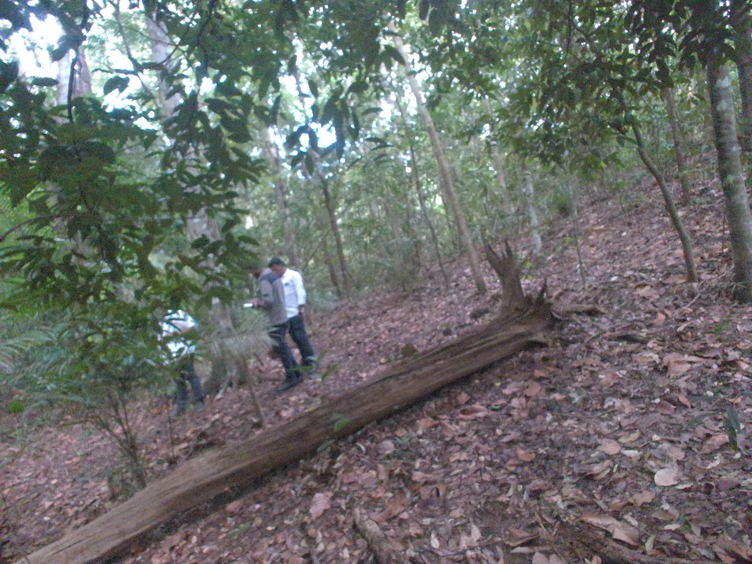 Forest monitoring image