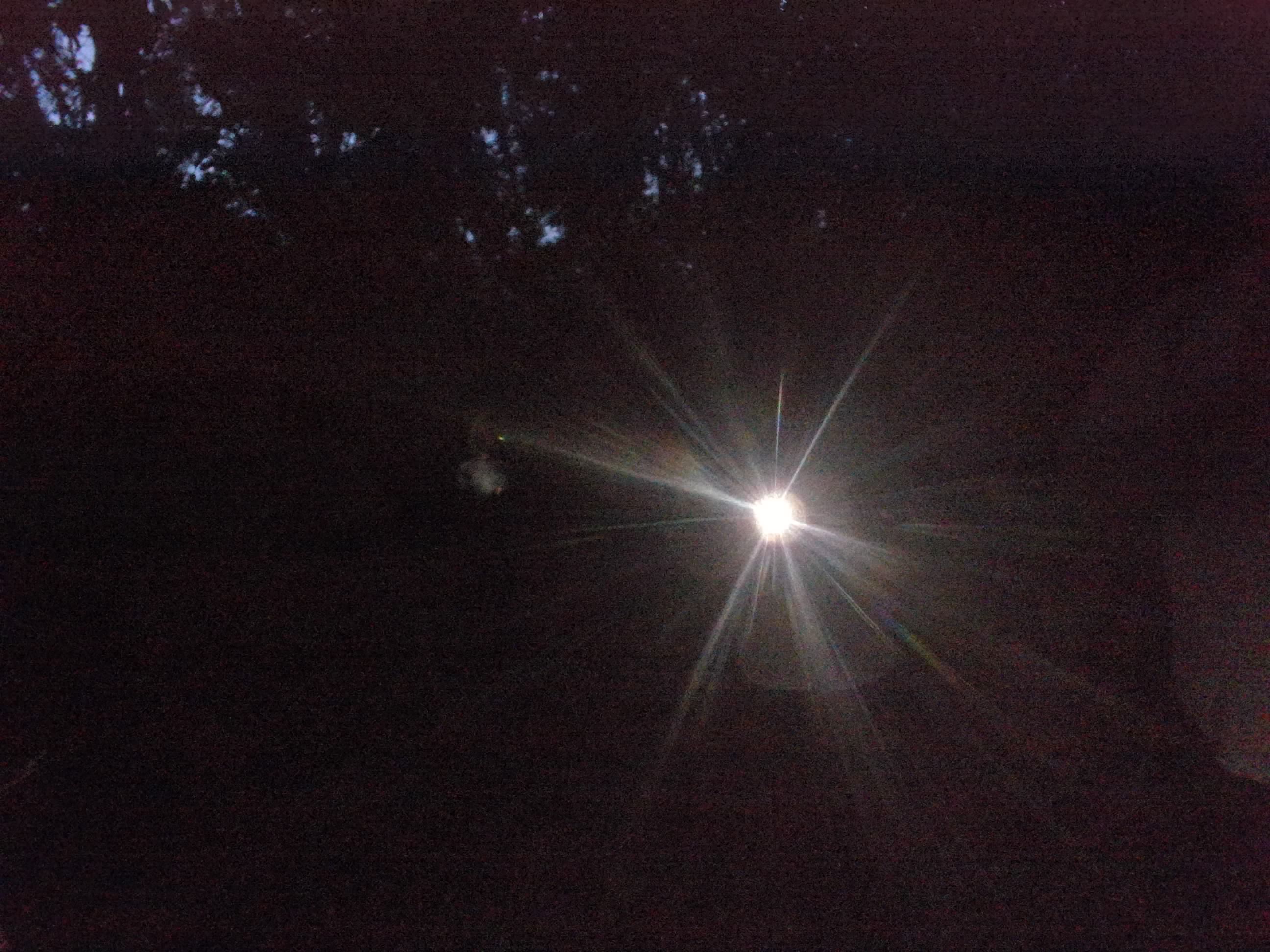 Forest monitoring image