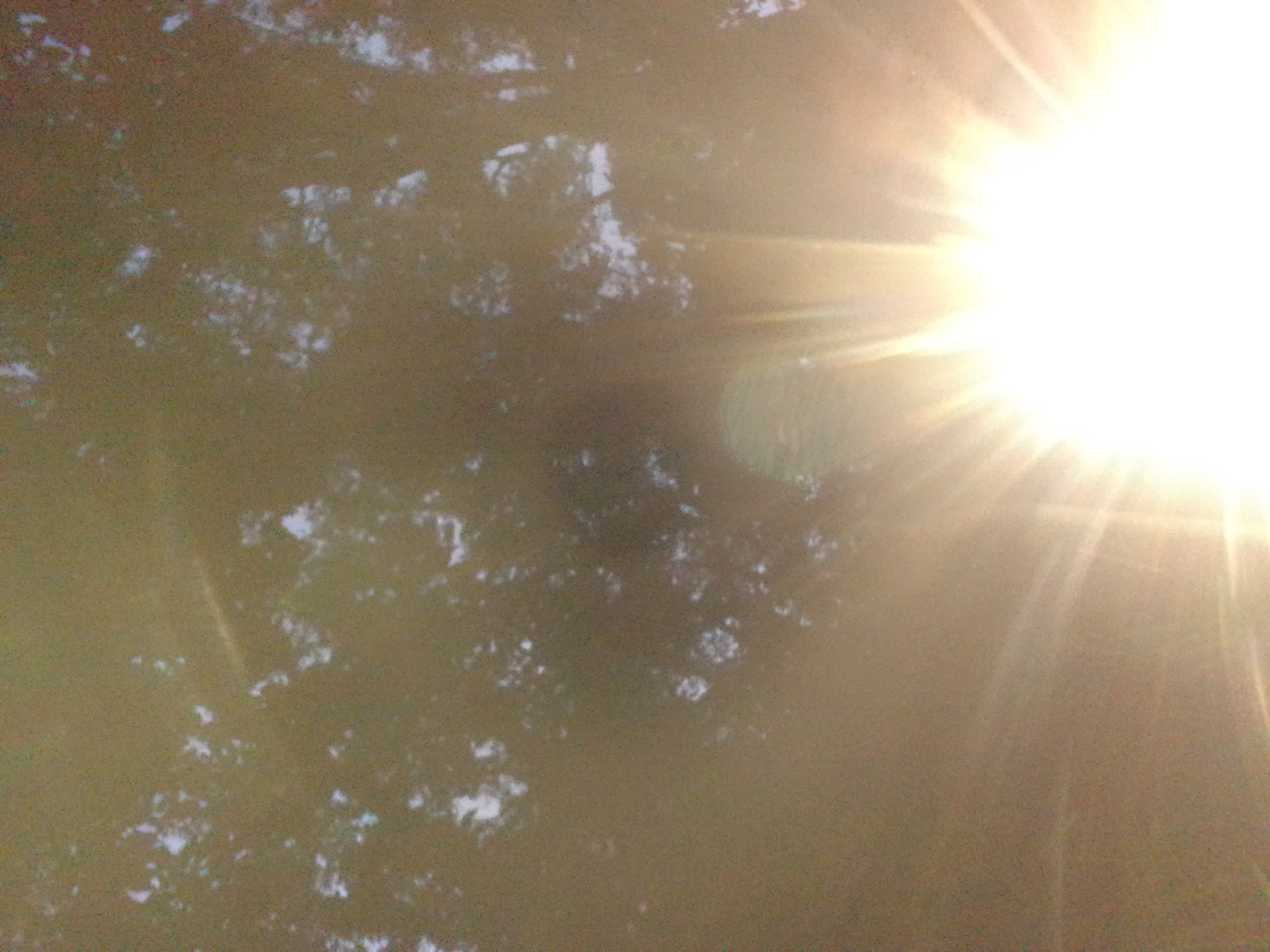 Forest monitoring image