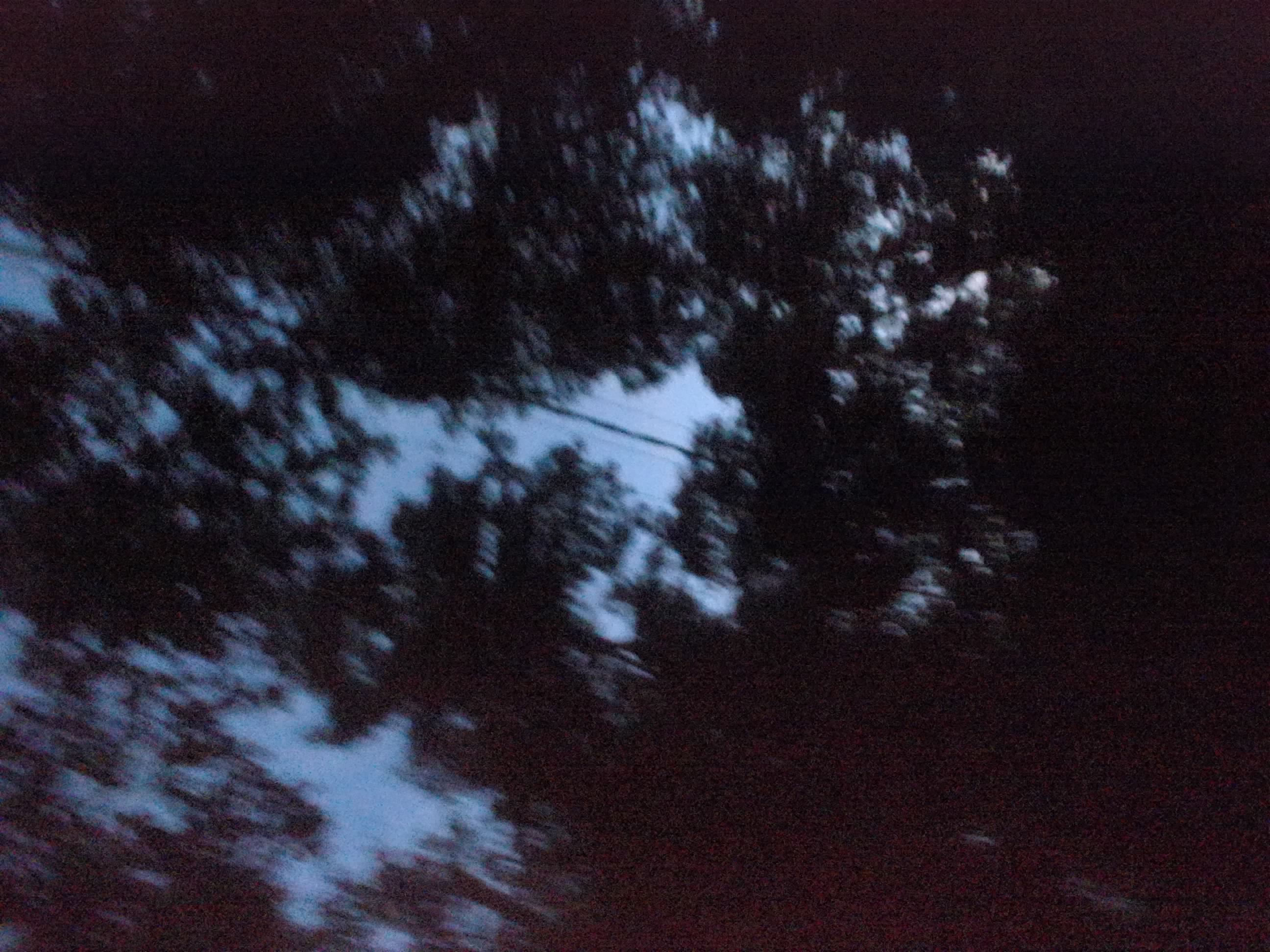 Forest monitoring image