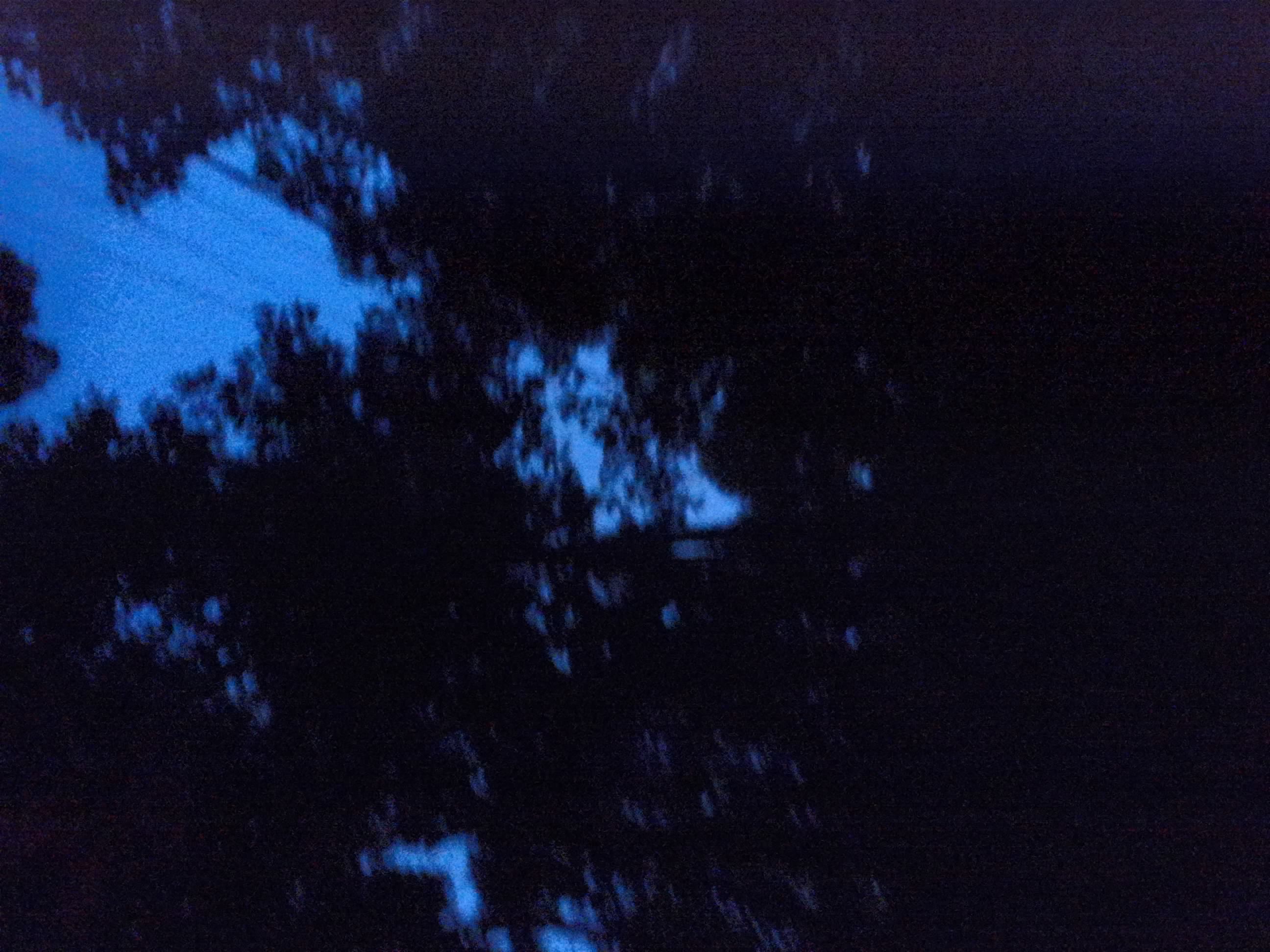 Forest monitoring image